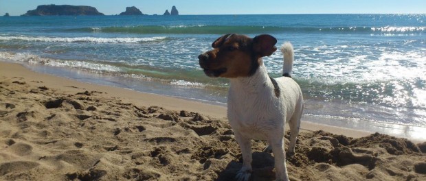 playa para perros castellon