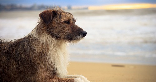 playa para perros gandia