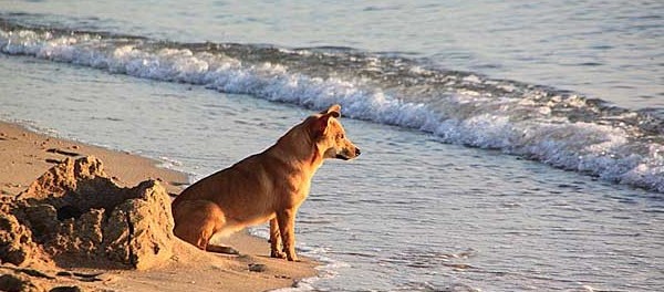 playa para perros san vicente de la barquera